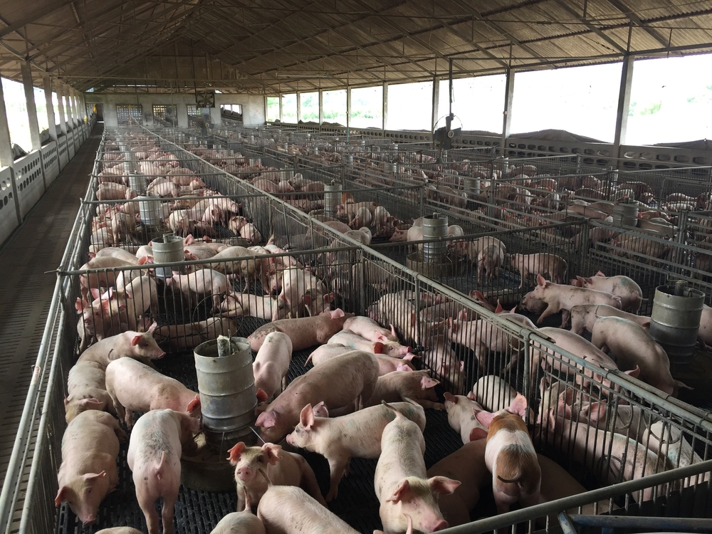 To kvinder forsvandt på grisefarm: Nu har sagen taget en mørk drejning
