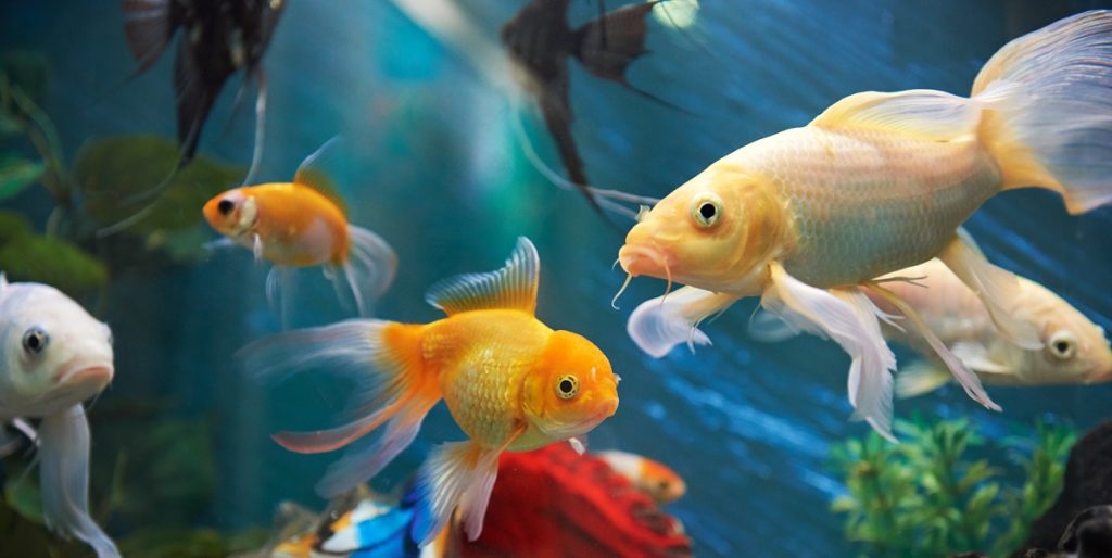 Et akvarium i hjemmet kan være meget dekorativt. Men hvordan påvirker det dig egentlig?