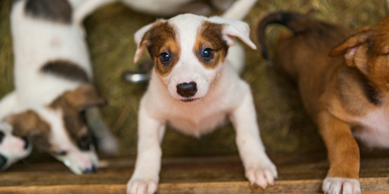 Ville ikke sende dem tilbage – Nu er 25 hundehvalpe aflivet