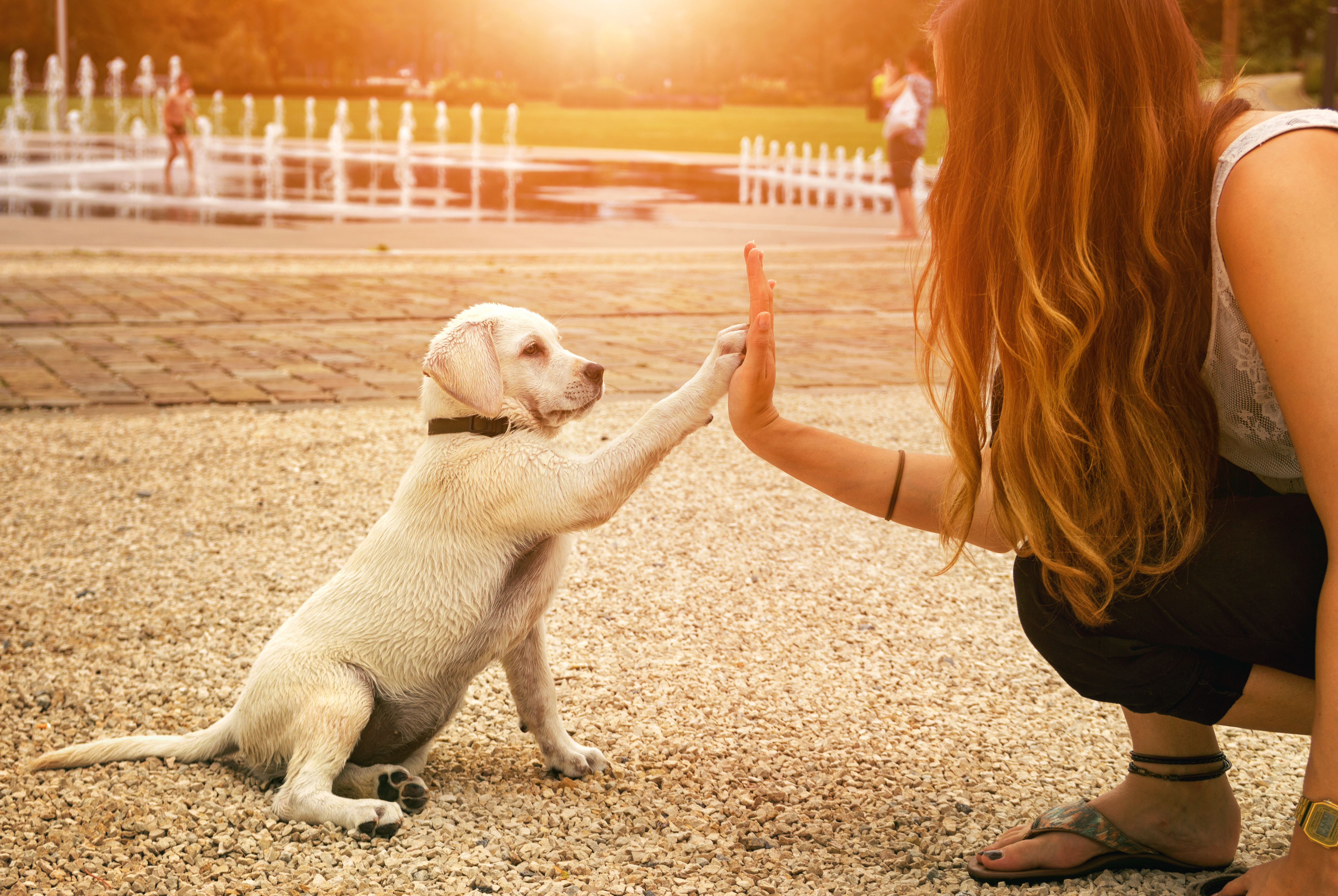 Godt nyt til allergiske hunde-elskere: Du kan måske få en hunhund