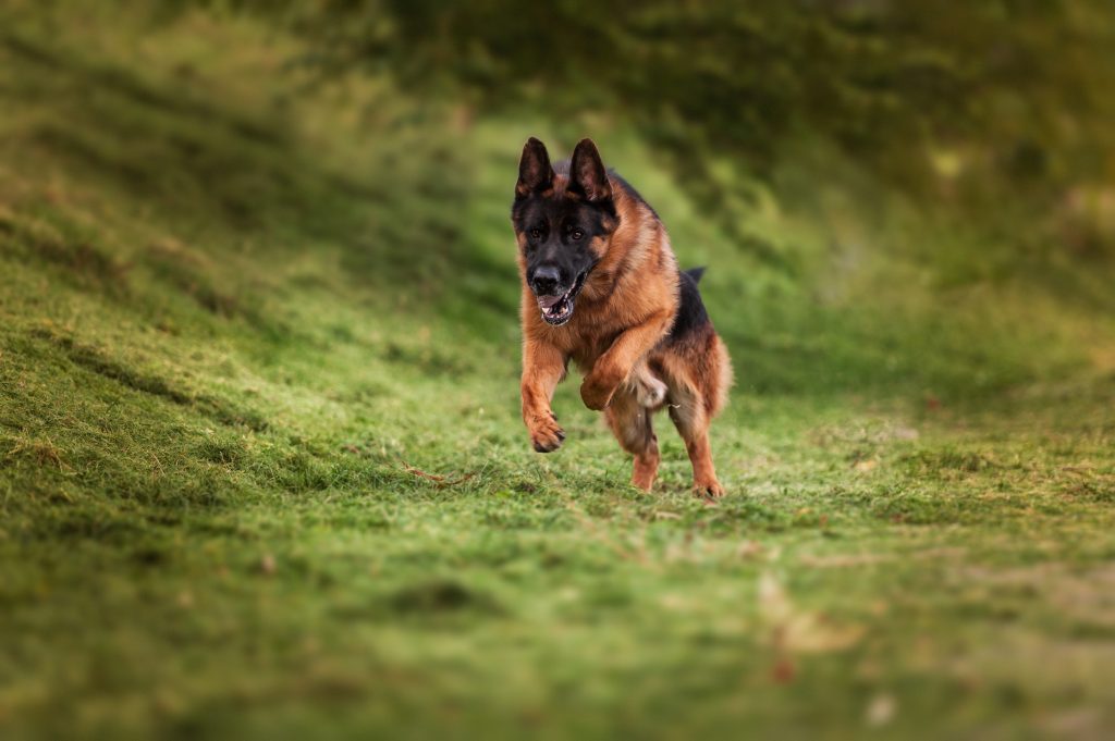 Løs schæfer skambed hundehvalp så den måtte aflives: Ejer slap med 2000 kroner i bøde