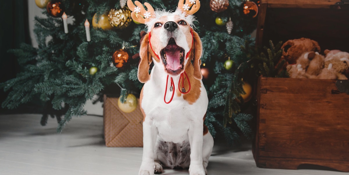 Har du en hund? Vær særligt opmærksom på dette i juletiden