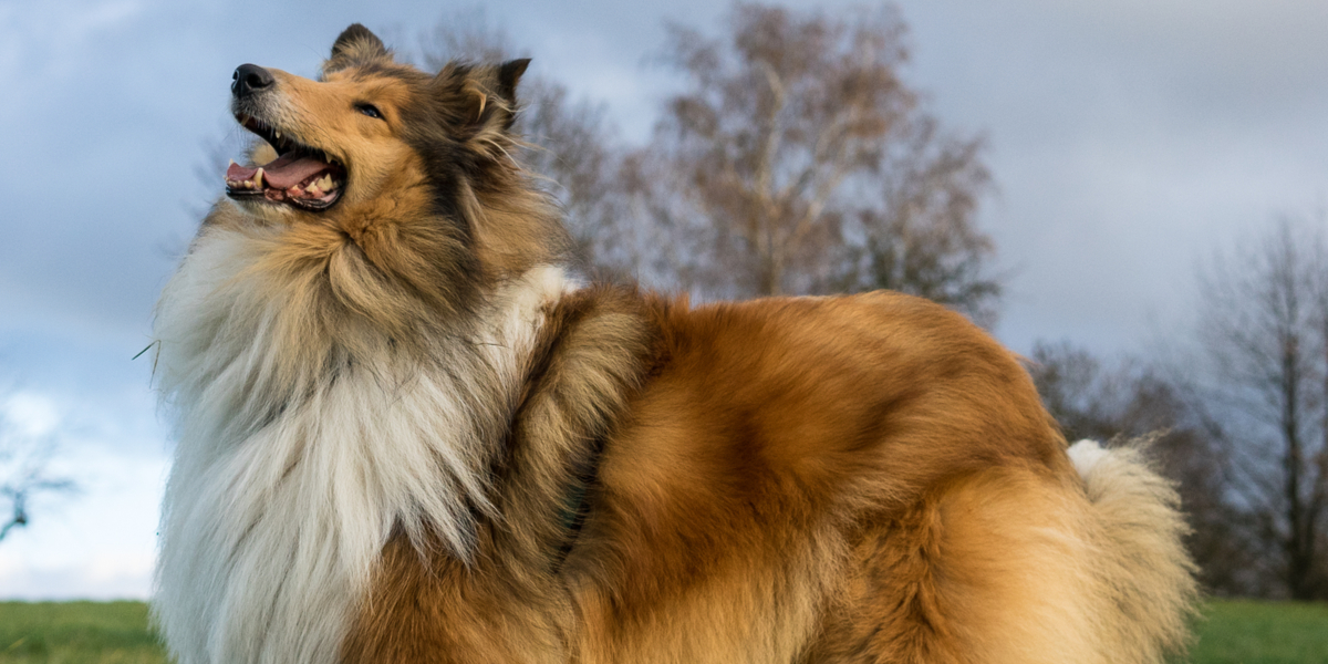 24 collier lever uden hverken mad og drikke