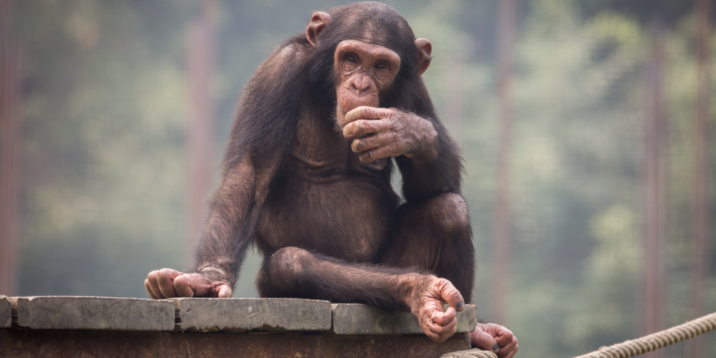 Chimpanser i zoo tog covid lockdown lige så hårdt som mennesker