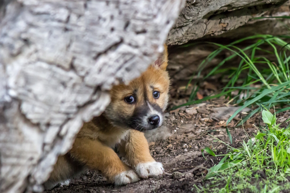 Kvinde reddede hundehvalp: Blev overrasket over hvad det i virkeligheden var