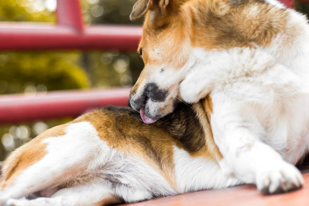 Du må aldrig ignorere disse ting, din hund gør: Er tegn på, at hunden ikke har det godt