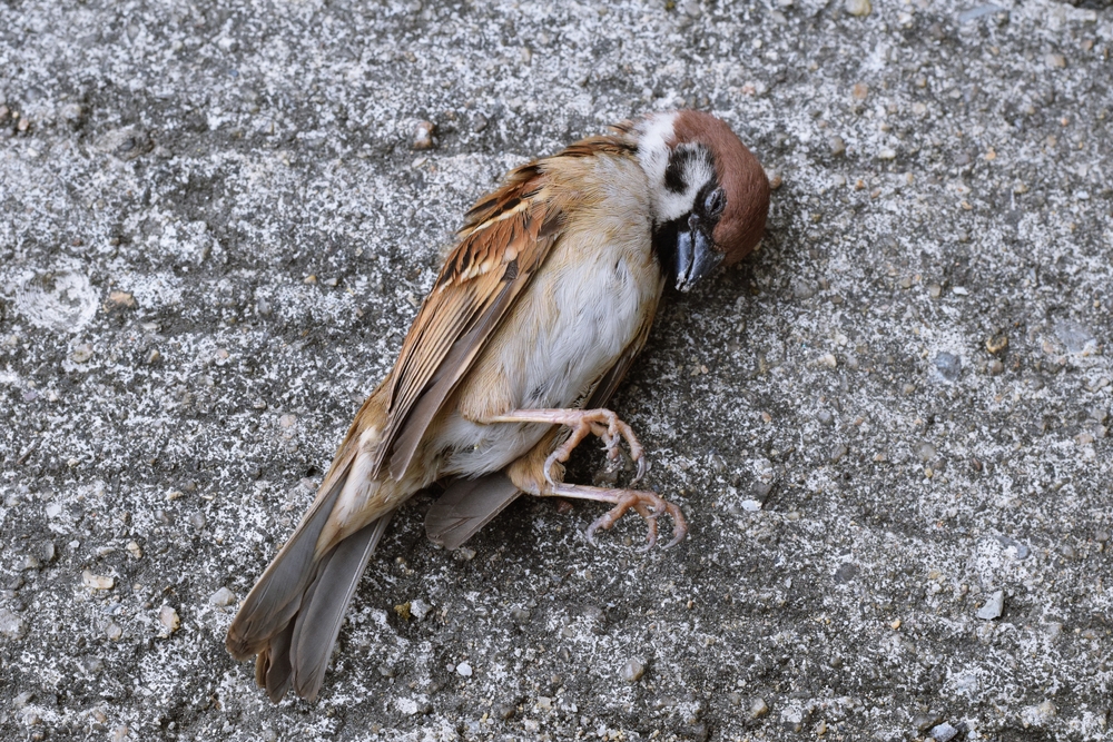 Flere fugle bukker under: Kulden går særlig ud over disse arter