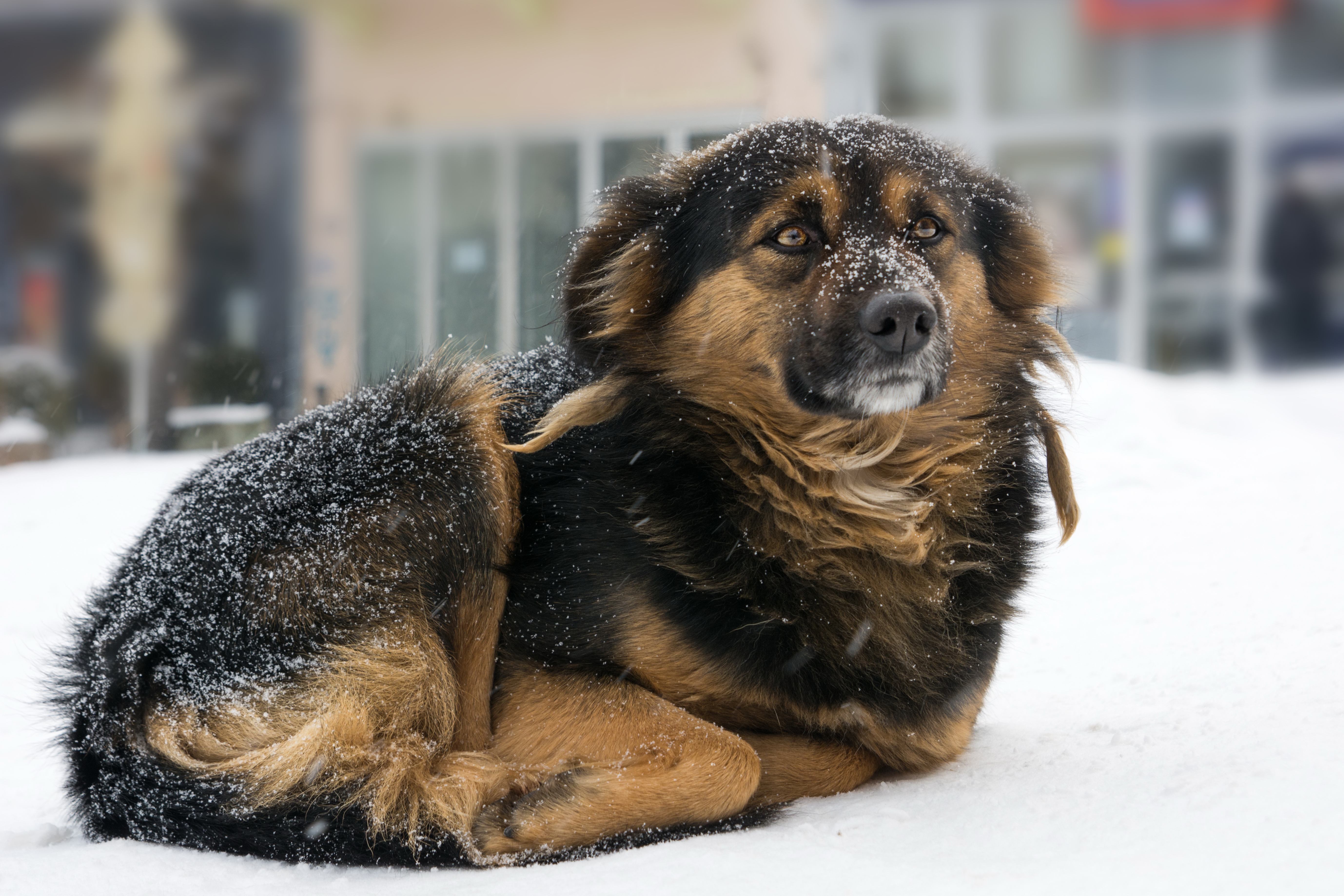 Vinterpels og underuld: Her er tegnene på om din hund fryser i vinterkulden