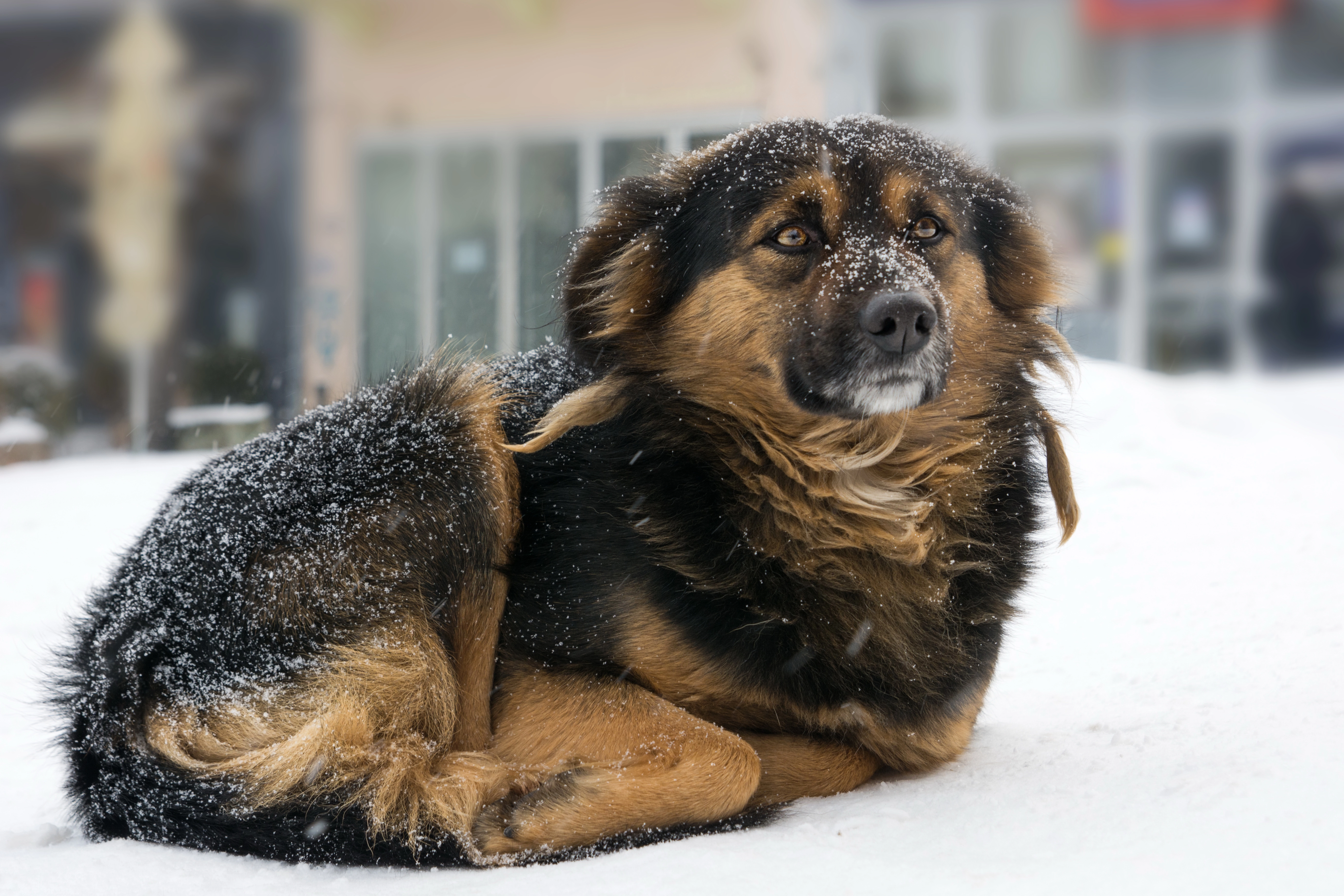Vinterpels og underuld: Her er tegnene på om din hund fryser i vinterkulden
