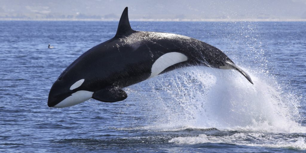 Se videoen: Spotter spækhugger ved populær dansk sommer-destination