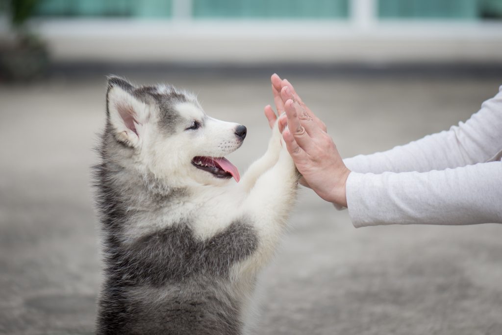 Ny forskning viser: Din hund bliver stresset af skældud