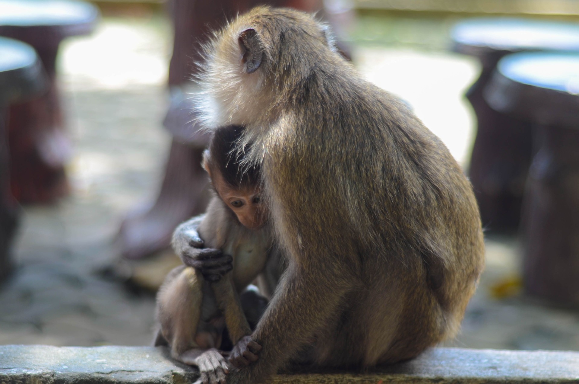 Dyrenes Beskyttelse med hjerteskærende udmelding: ‘Dræbes uden grund og smides væk som affald’