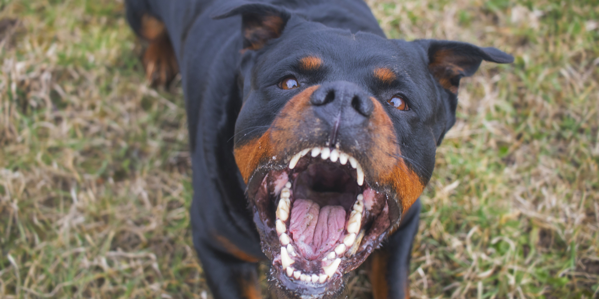 Rottweiler angriber hundelufter og anden hund