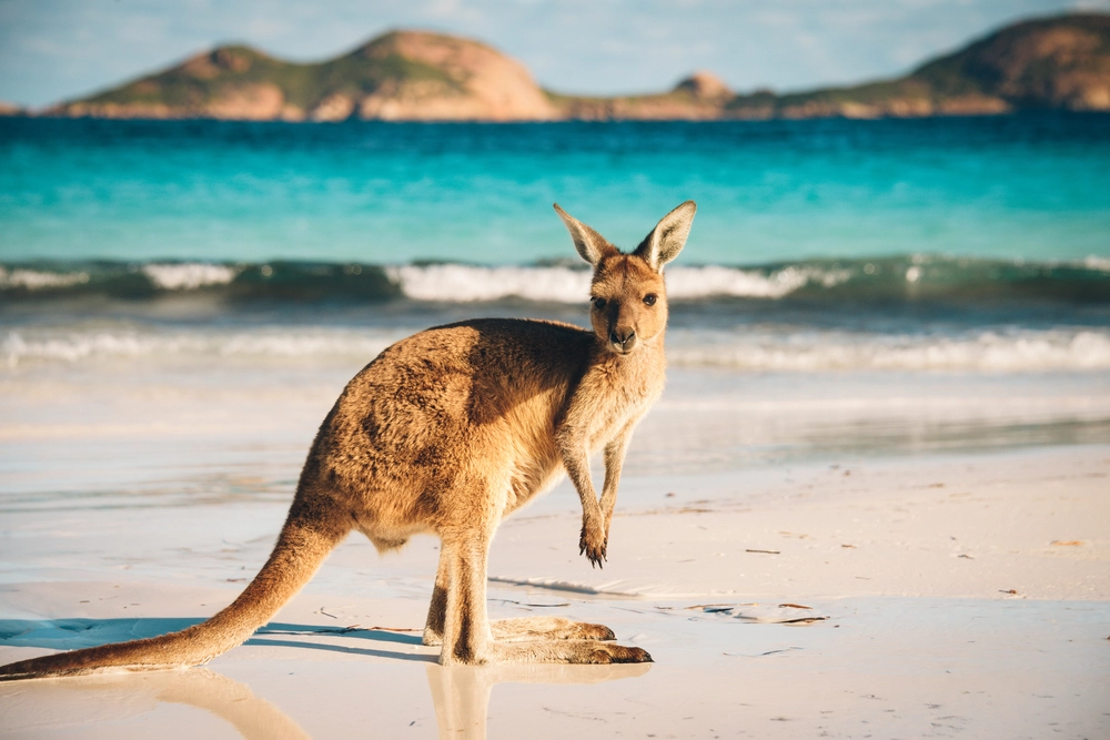 Krise rammer Australien: Populært turistmål atter ramt af ødelæggelse