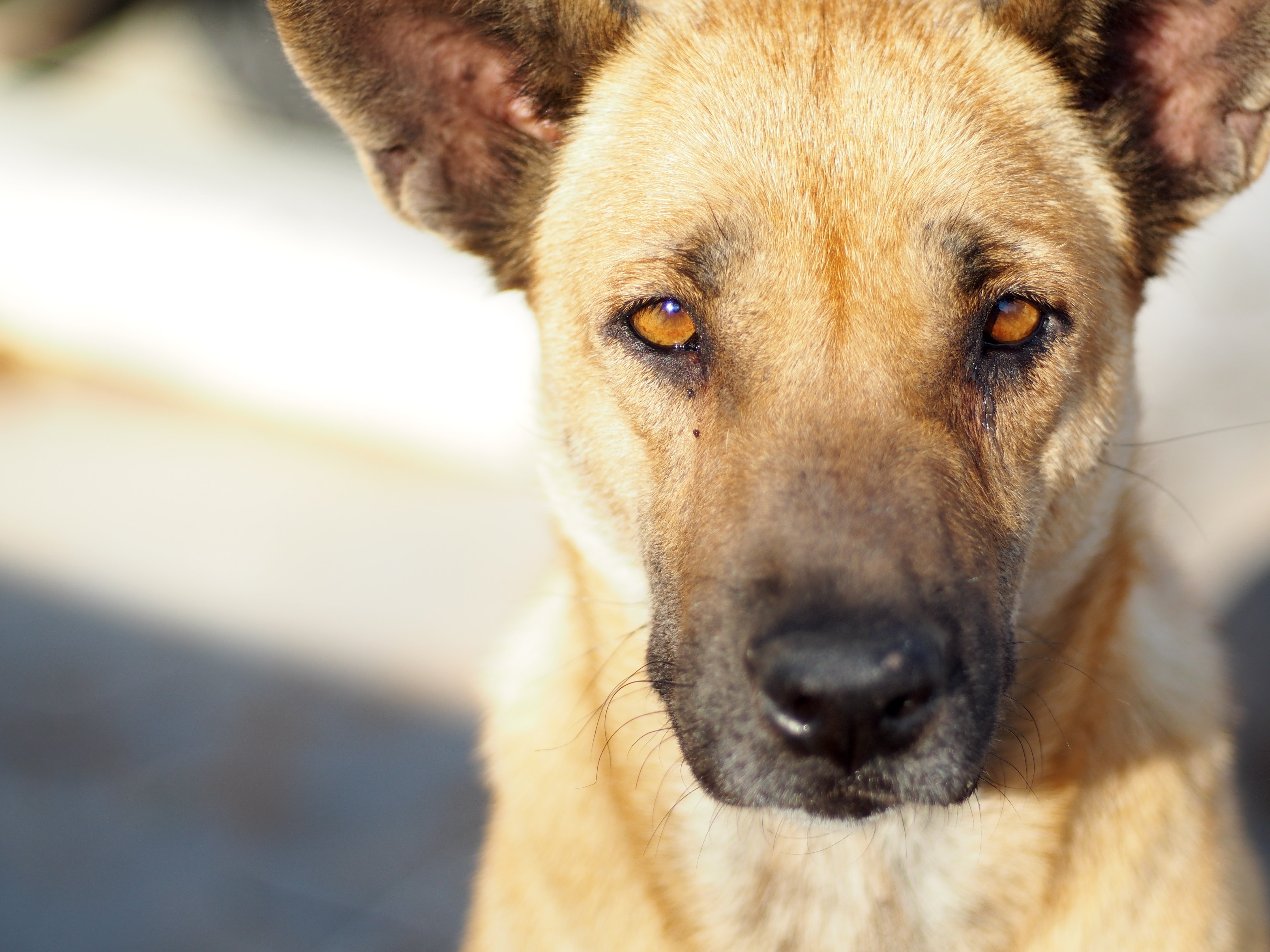 Ældre herre bemærker hund ikke er i snor: Det skulle han aldrig have gjort