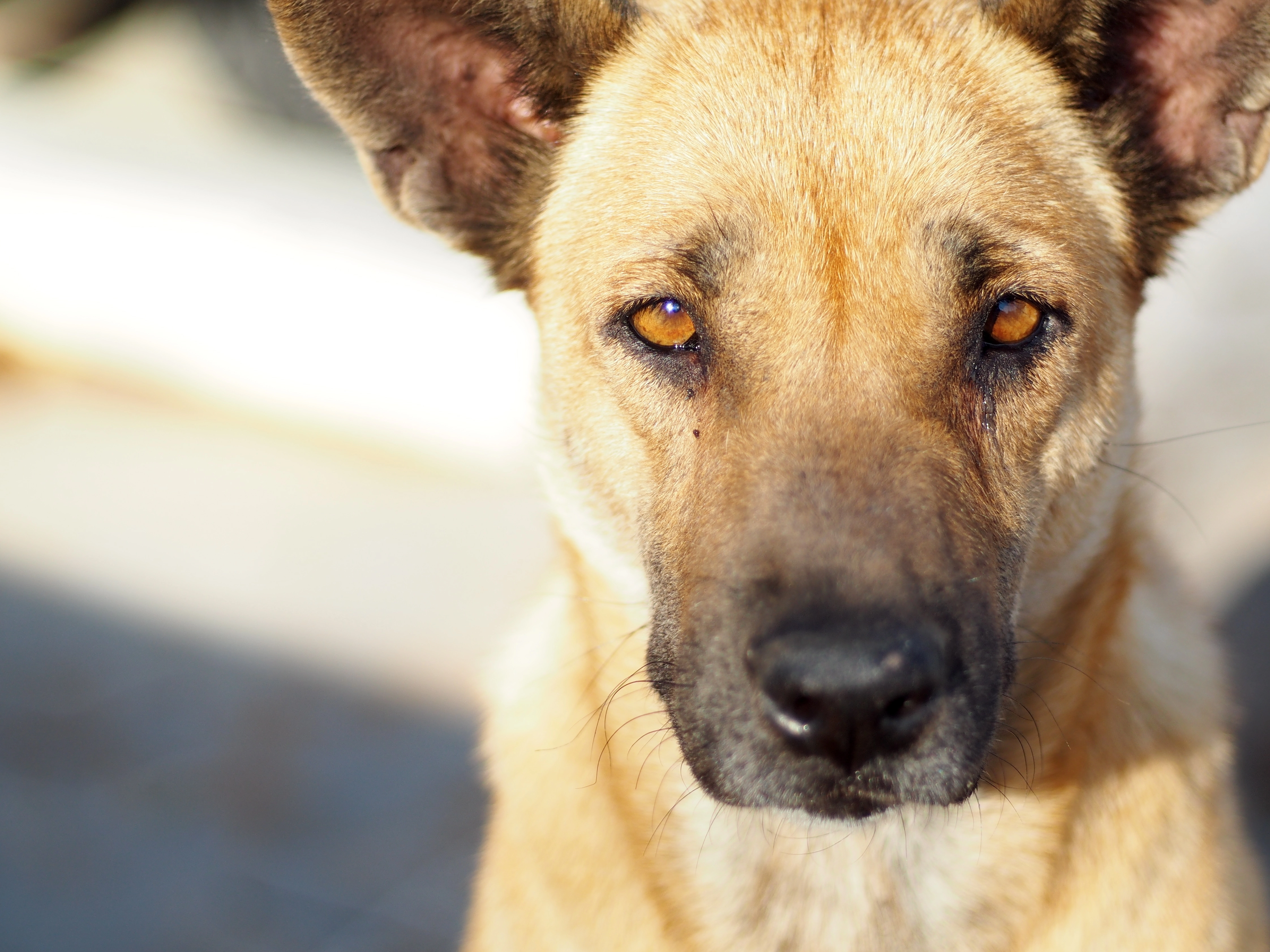 Ældre herre bemærker hund ikke er i snor: Det skulle han aldrig have gjort