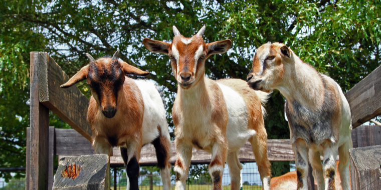 Børn piner geder med sten: Fædre truer ansatte efter bøn