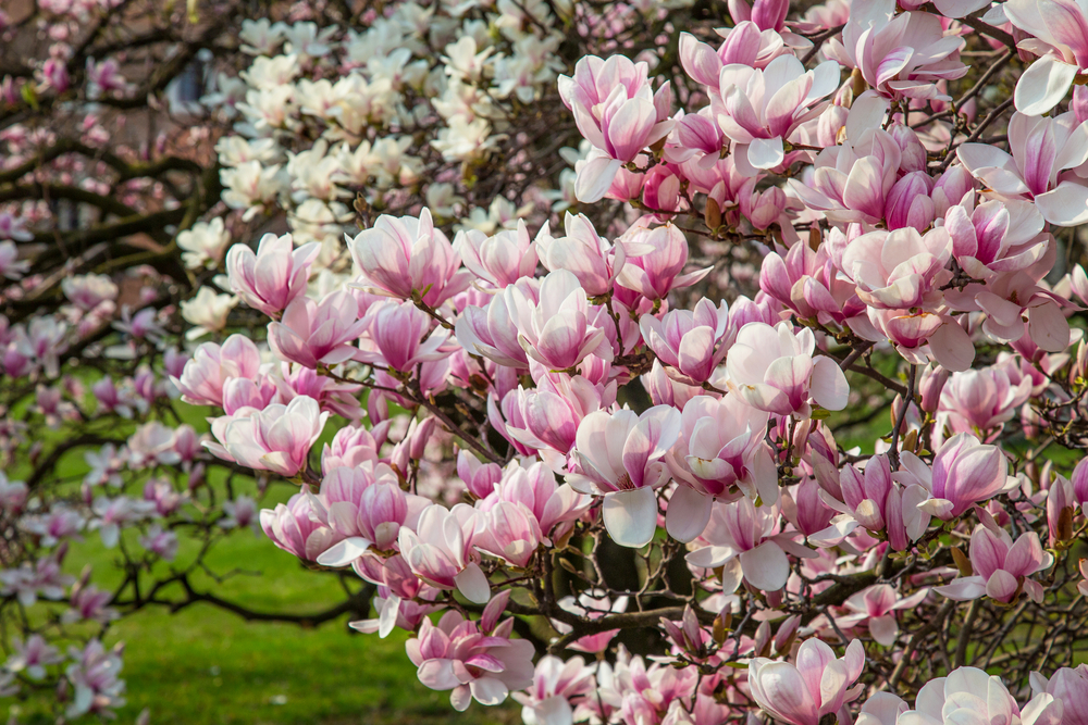 Drys dette mirakelmiddel under din magnolia nu – og se den blomstre som aldrig før