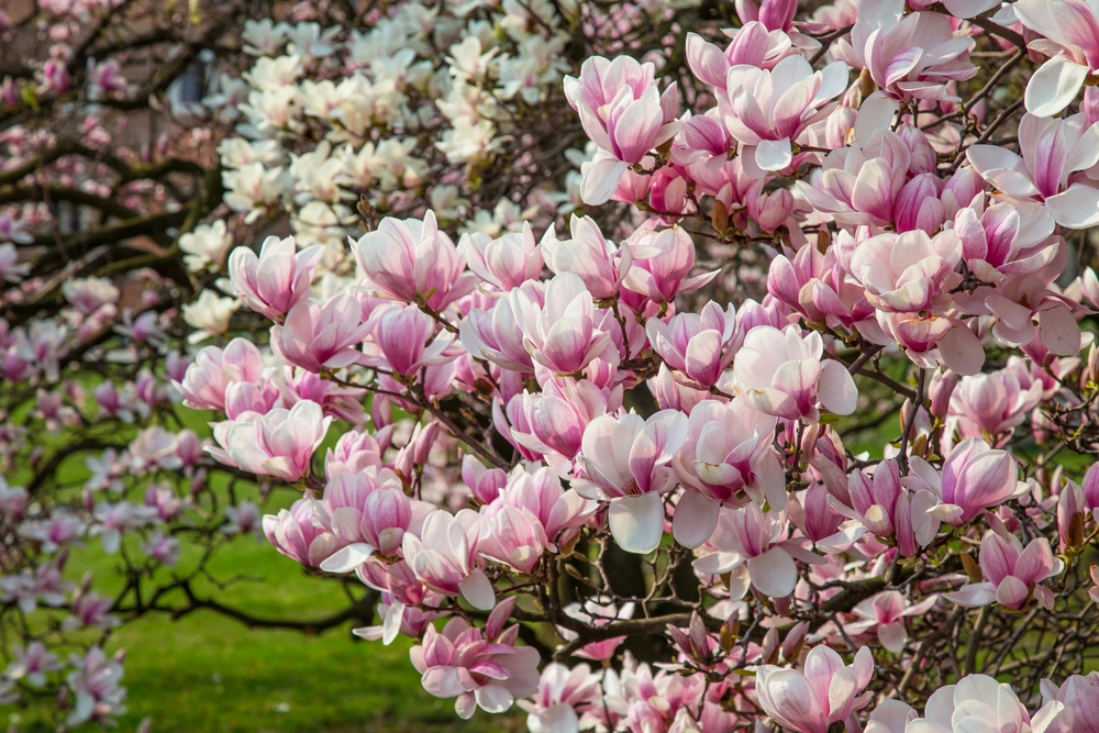 Drys dette mirakelmiddel under din magnolia nu – og se den blomstre som aldrig før