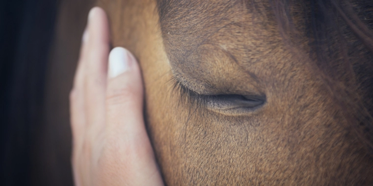 Chok i dansk rideklub: Hest udsættes for grov mishandling
