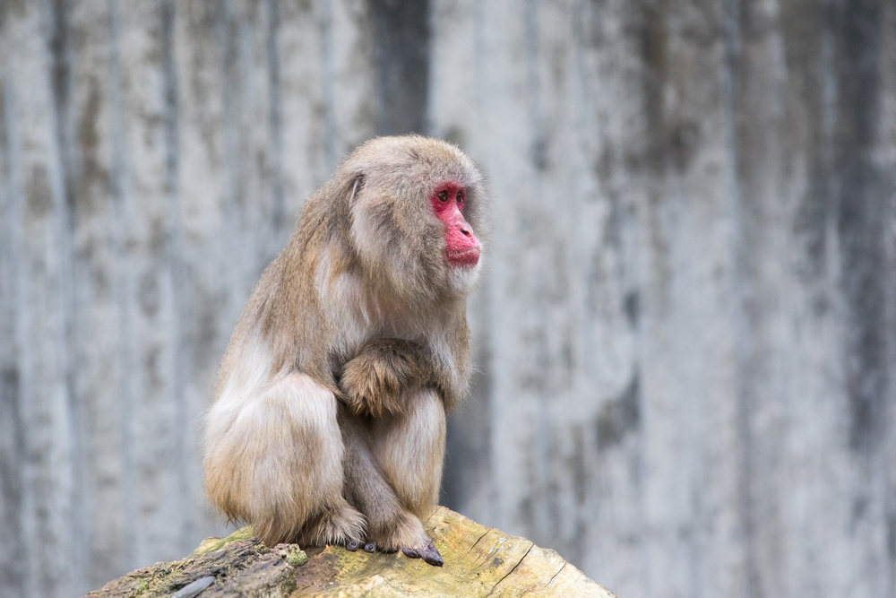 Zoologisk have på jagt: Abe undsluppet fra sit bur