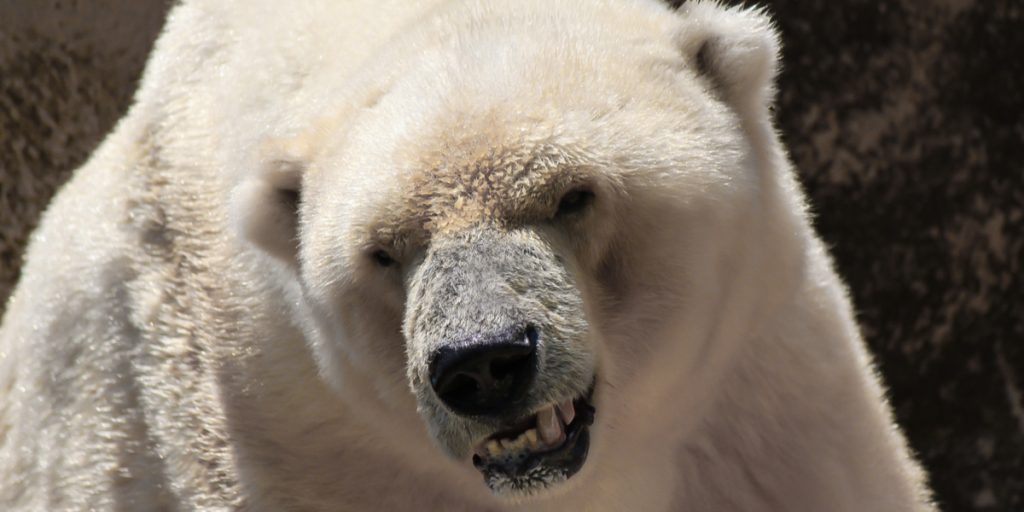 Glemmer at lukke vinduet: Det skulle de aldrig have gjort