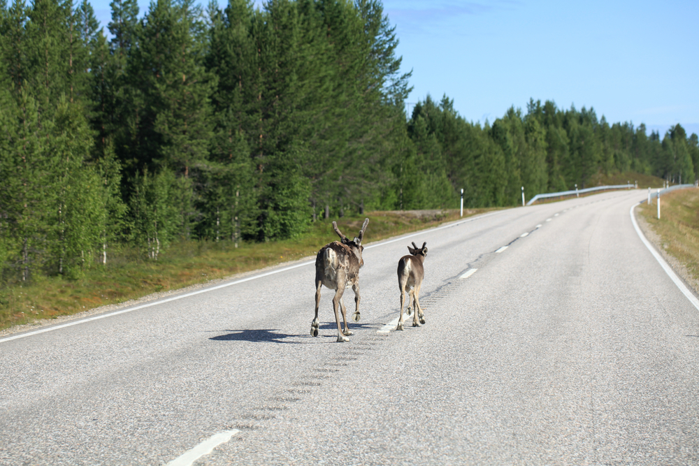 Julemarked i panik: Undslupne rensdyr på motorvej
