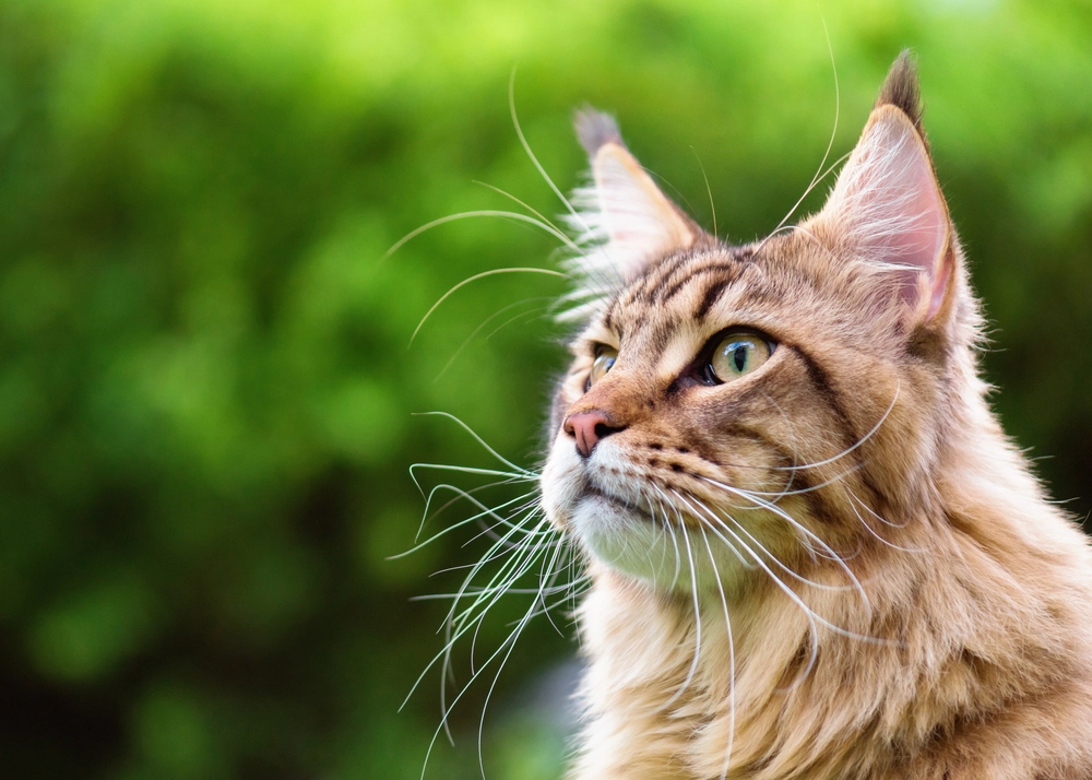 Par begik kæmpe fejl med katten Nero: Nu har den kostet dem 150.000 kroner