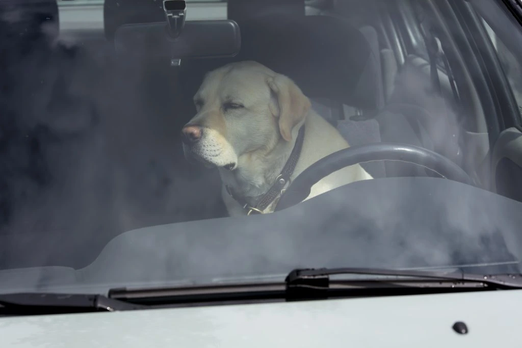 Tydeligt mærket hund reddet fra varm bil: Ejer sigtet af politiet