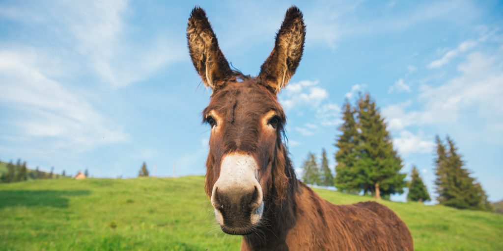 Brunstigt æsel brækker ryggen på dansk kvinde