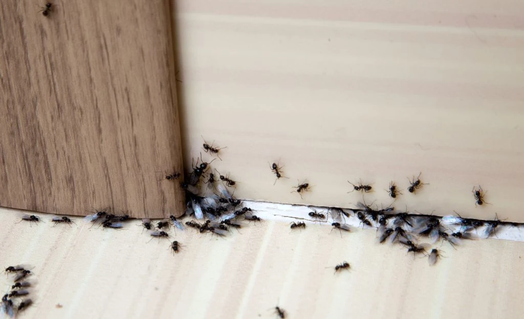 Genialt trick: Sådan undgår du nemt og billigt myrer i hjemmet