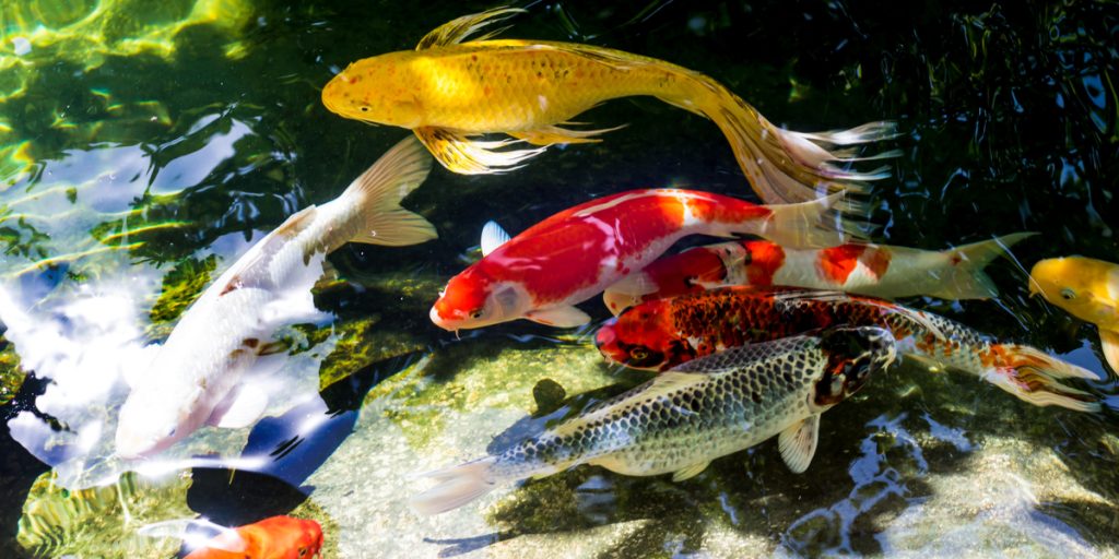 Afvist af datter: Hævner sig på familiens dyr