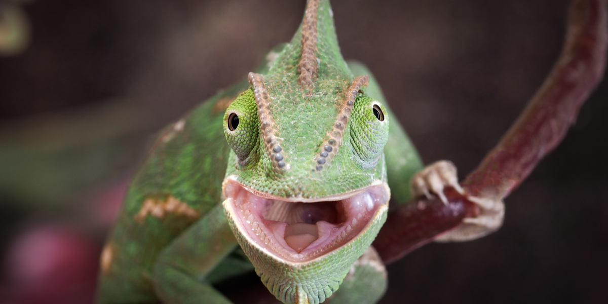 Dyr lider: Nu skal det være slut