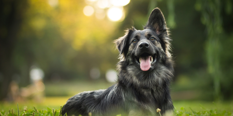 Advarsel til hundeejere – Pas på når du går med din hund