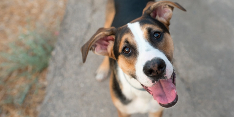 Hvor gammel er min hund egentligt? – Nu får du svaret