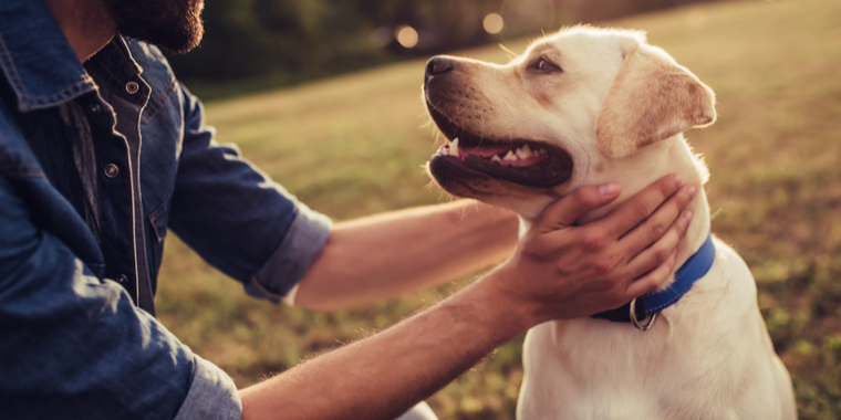 Nyt studie afslører: Din hund er langt ældre end du tror