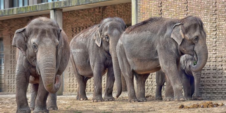 Sørgeligt: Dansk elefant taber kamp mod sjælden sygdom