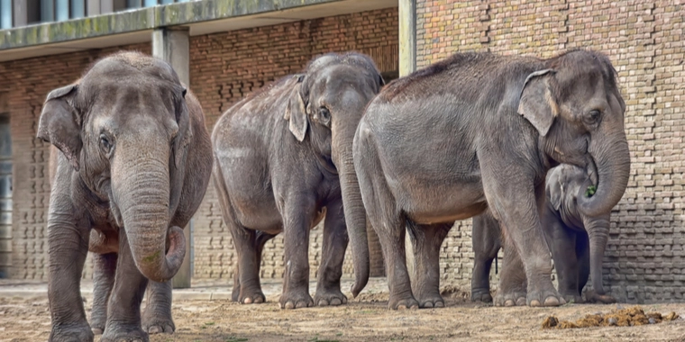 Sørgeligt: Dansk elefant taber kamp mod sjælden sygdom