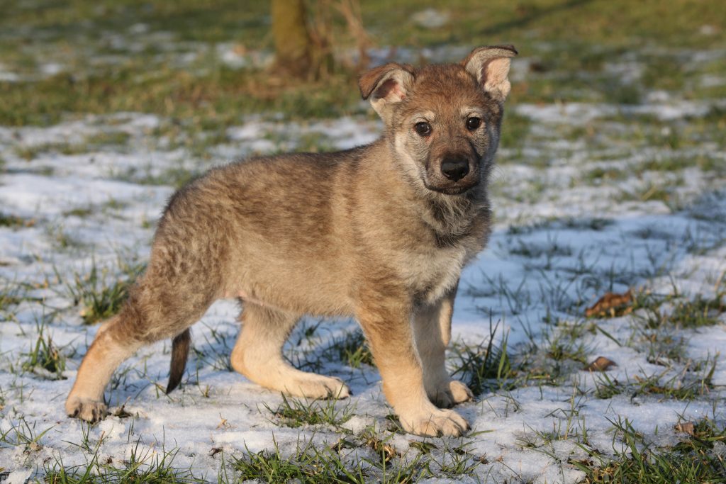 Hundehvalp nappede Rune – var tæt på at dø