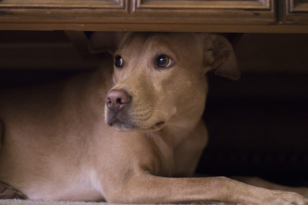 Træn din hund op til Nytårsaften
