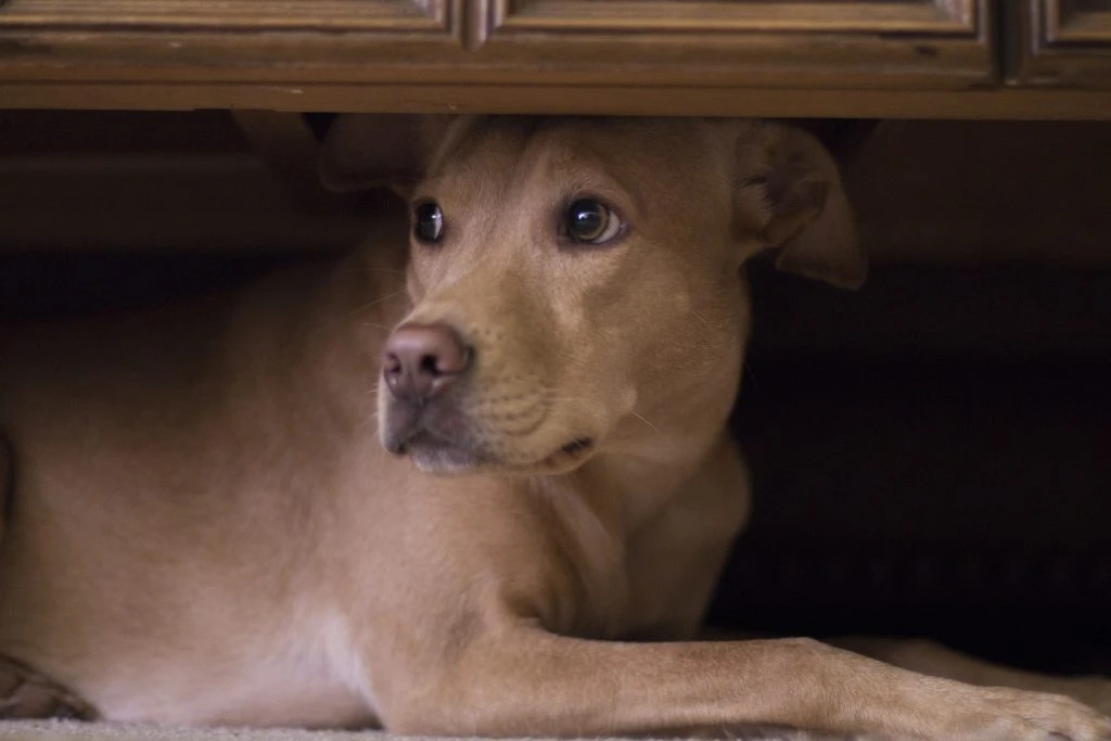 Forbered din hund på nytårsaften: Gode råd til en dejlig aften for både dyr og mennesker