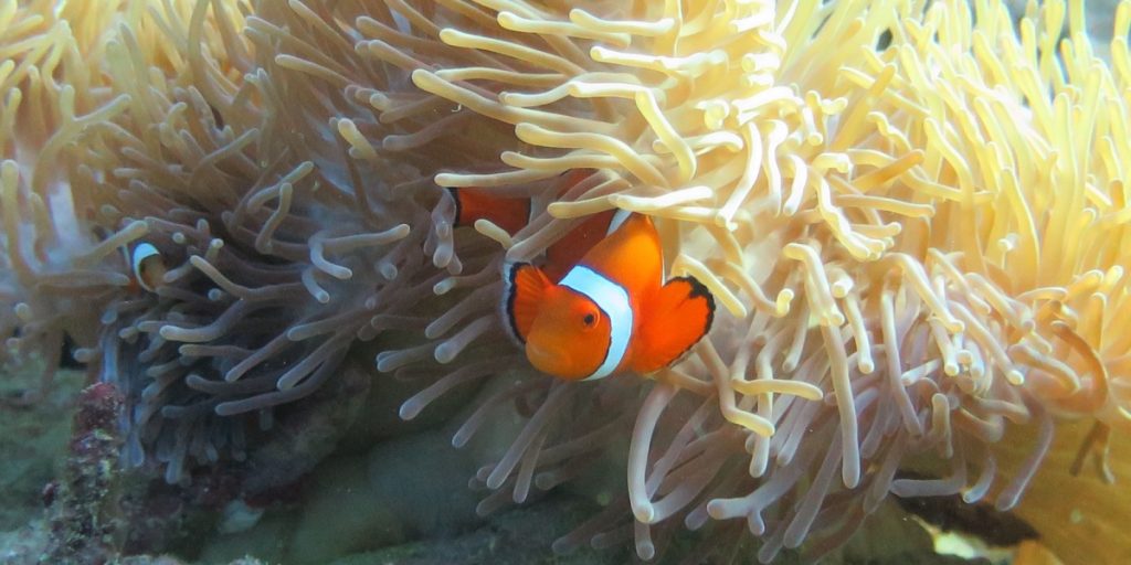 Forskere gør vild opdagelse: Klovnefisk er klogere end mennesker på ét punkt