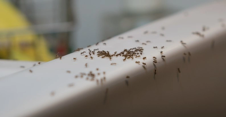 4 ting du skal gøre i dag, hvis du vil undgå myrer i have og hjem