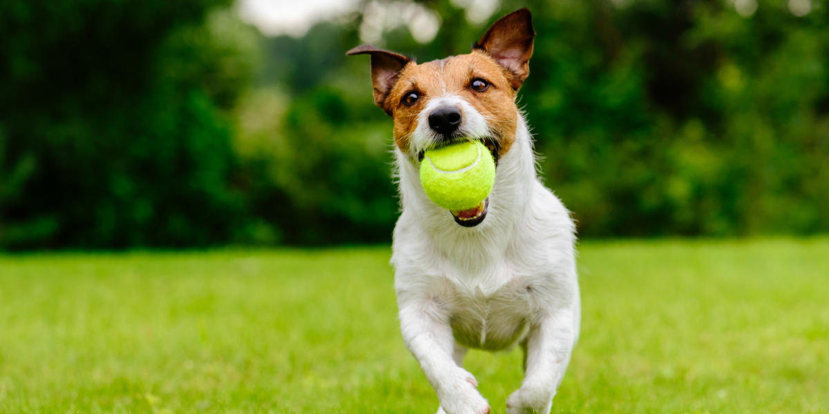 Ti stille: Forbyder hunde at gø