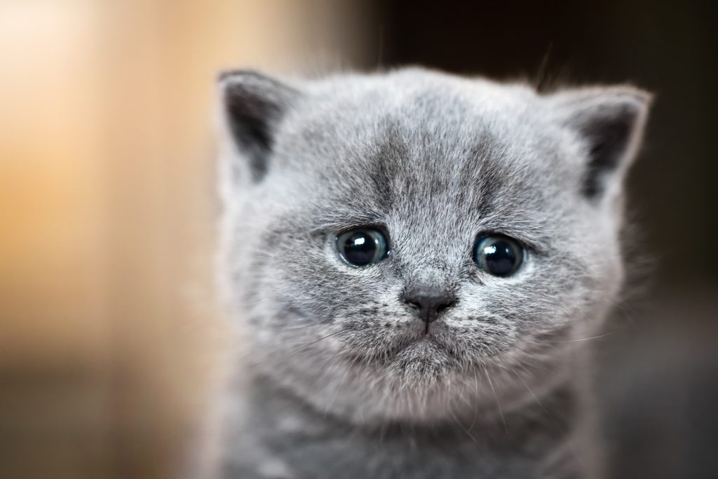 Vil du redde katteliv? Husk dette inden du kører hjemmefra