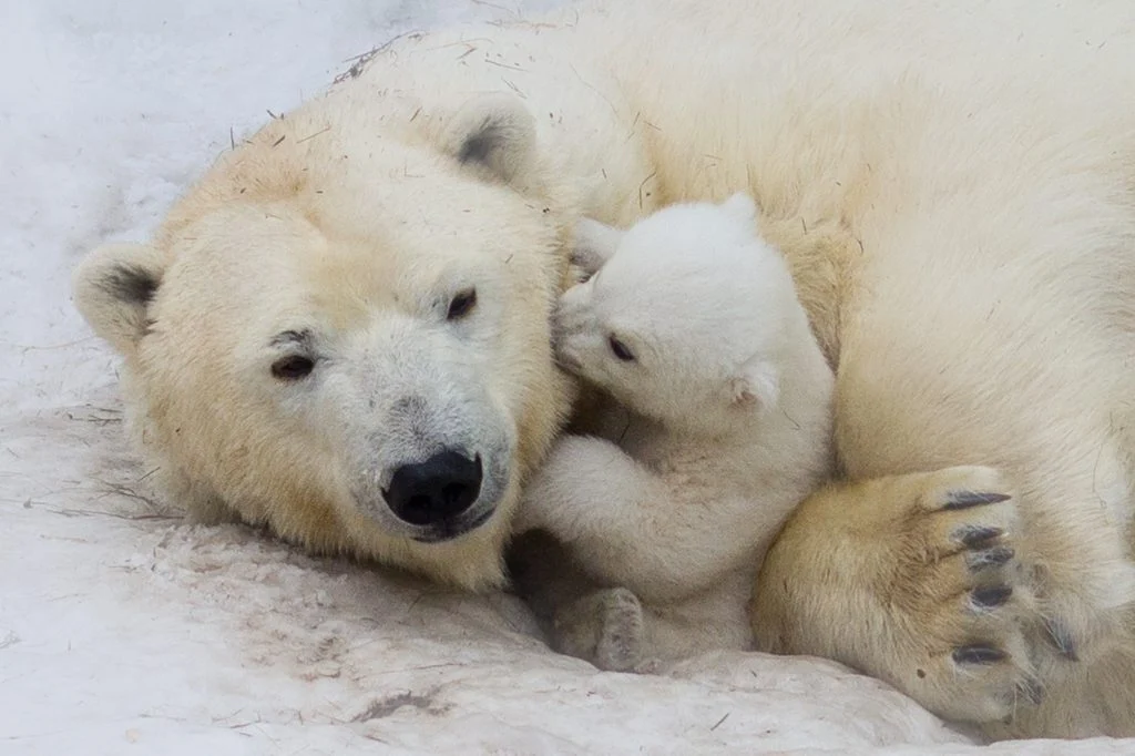 Nyfødt isbjørn fra Aalborg Zoo er død