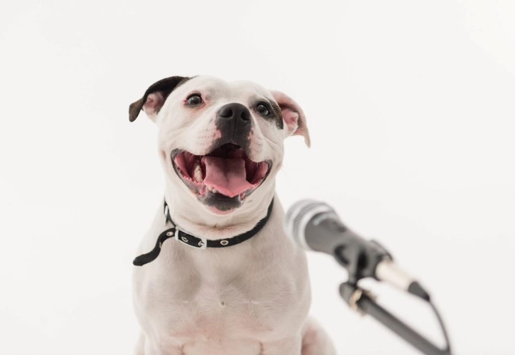 Nu kan du synge karaoke med din hund