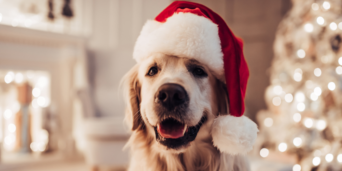 Advarer hundeejere: “Det er for vores egen skyld – ikke for hundens bedste”