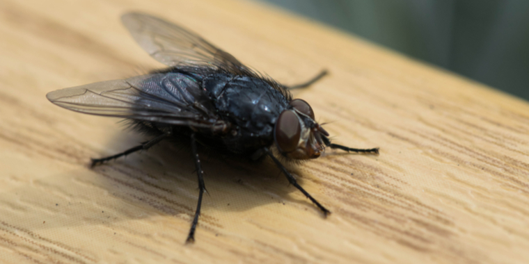 Ældre mand sprænger sit hus i luften med fluesmækker
