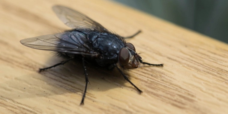 Ældre mand sprænger sit hus i luften med fluesmækker